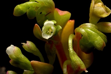 APII jpeg image of Montia fontana subsp. chondrosperma  © contact APII