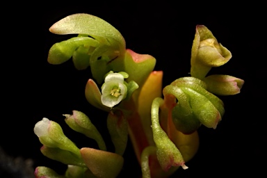 APII jpeg image of Montia fontana subsp. chondrosperma  © contact APII