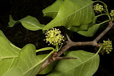APII jpeg image of Maclura pomifera  © contact APII