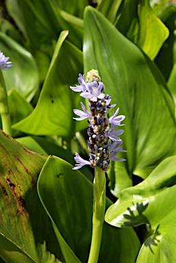 APII jpeg image of Pontederia cordata  © contact APII