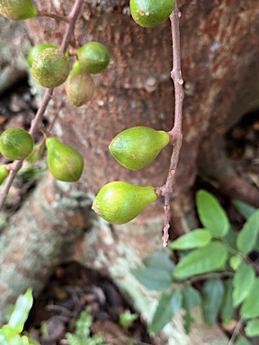 APII jpeg image of Dysoxylum pachyphyllum  © contact APII