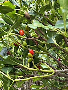 APII jpeg image of Coprosma ptotopetra MS ?  © contact APII