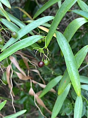 APII jpeg image of Geitonoplesium cymosum  © contact APII