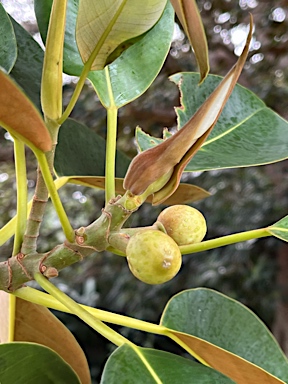 APII jpeg image of Ficus macrophylla f. columnaris  © contact APII