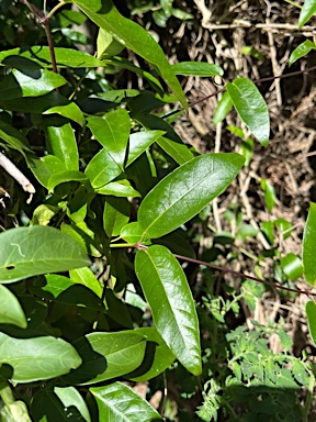 APII jpeg image of Jasminum simplicifolium subsp. australiense  © contact APII