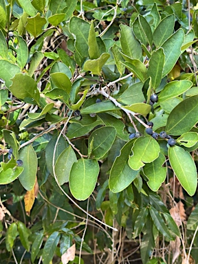 APII jpeg image of Celtis conferta subsp. amblyphylla  © contact APII