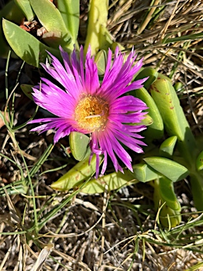 APII jpeg image of Carpobrotus glaucescens  © contact APII