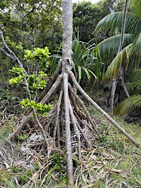 APII jpeg image of Pandanus forsteri  © contact APII