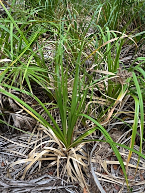 APII jpeg image of Cyperus lucidus  © contact APII