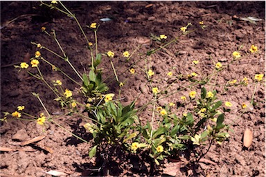 APII jpeg image of Goodenia macrophylla  © contact APII