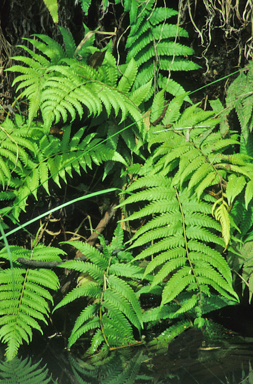APII jpeg image of Christella dentata  © contact APII