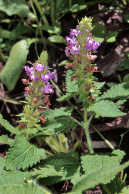 APII jpeg image of Teucrium argutum  © contact APII