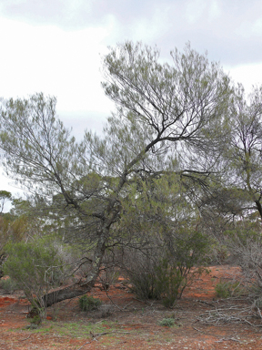 APII jpeg image of Acacia aneura var. aneura  © contact APII