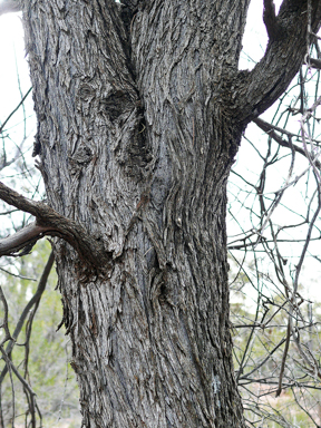 APII jpeg image of Acacia aneura var. aneura  © contact APII