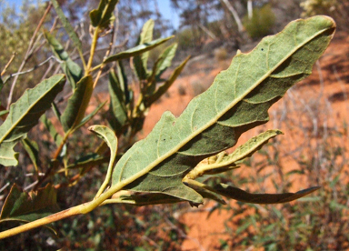 APII jpeg image of Adriana tomentosa var. hookeri  © contact APII