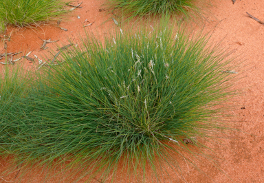 APII jpeg image of Amphipogon caricinus var. caricinus  © contact APII