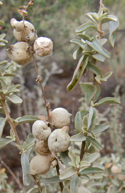 APII jpeg image of Atriplex spongiosa  © contact APII