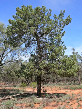 APII jpeg image of Callitris glaucophylla  © contact APII