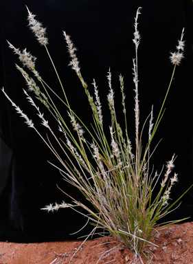 APII jpeg image of Cenchrus ciliaris  © contact APII