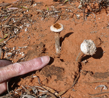 APII jpeg image of Chlamydopus meyenianus  © contact APII