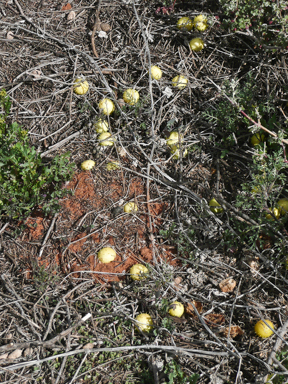 APII jpeg image of Cucumis myriocarpus  © contact APII