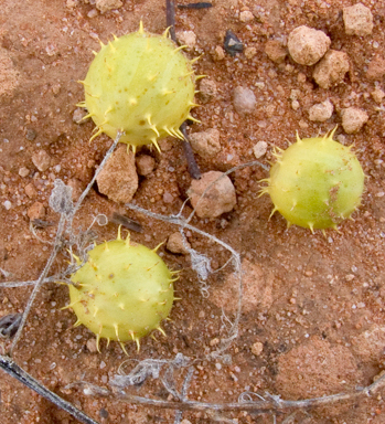 APII jpeg image of Cucumis myriocarpus  © contact APII
