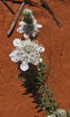 APII jpeg image of Dicrastylis verticillata  © contact APII