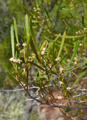 APII jpeg image of Dodonaea viscosa subsp. angustissima  © contact APII