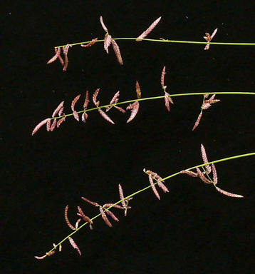 APII jpeg image of Eragrostis laniflora  © contact APII