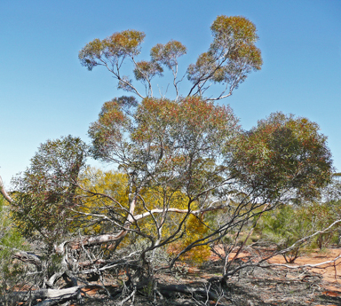 APII jpeg image of Eucalyptus leptophylla  © contact APII