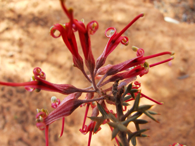 APII jpeg image of Grevillea huegelii  © contact APII