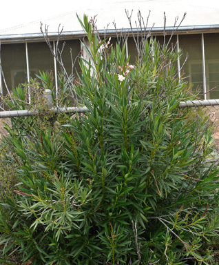 APII jpeg image of Nerium oleander  © contact APII