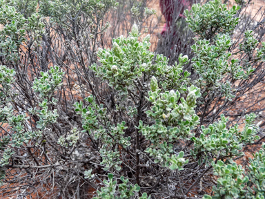 APII jpeg image of Olearia minor  © contact APII