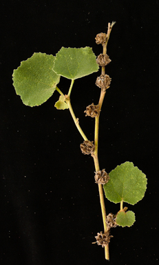 APII jpeg image of Radyera farragei  © contact APII