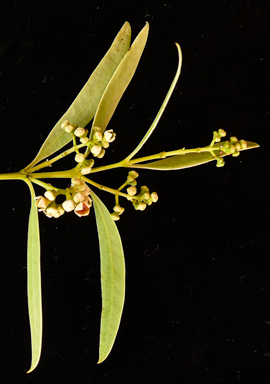 APII jpeg image of Santalum acuminatum  © contact APII