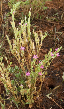 APII jpeg image of Schenkia australis  © contact APII