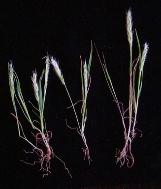 APII jpeg image of Schismus barbatus  © contact APII