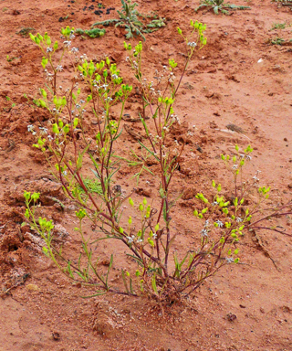 APII jpeg image of Senecio glossanthus  © contact APII
