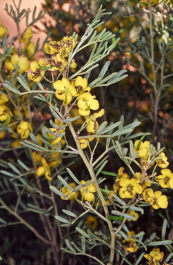 APII jpeg image of Senna artemisioides subsp. x coriacea  © contact APII