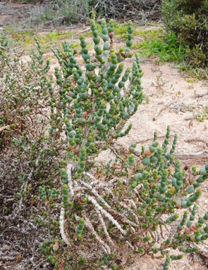 APII jpeg image of Tecticornia  © contact APII