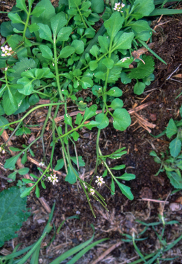 APII jpeg image of Cardamine hirsuta  © contact APII