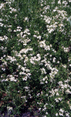 APII jpeg image of Asperula gunnii  © contact APII