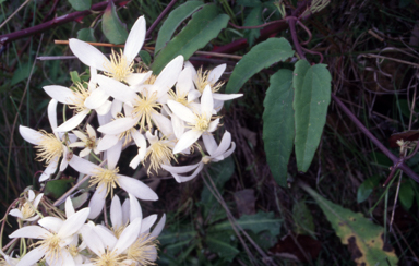 APII jpeg image of Clematis aristata  © contact APII
