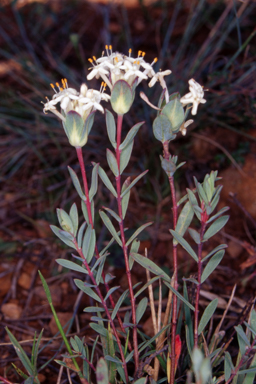 APII jpeg image of Pimelea glauca  © contact APII