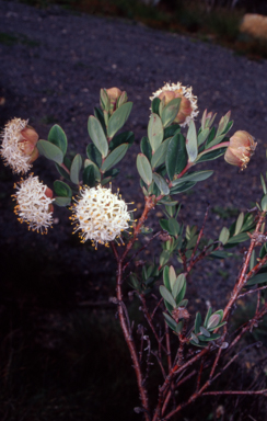 APII jpeg image of Pimelea ligustrina subsp. ciliata  © contact APII