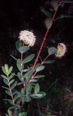 APII jpeg image of Pimelea ligustrina subsp. ligustrina  © contact APII