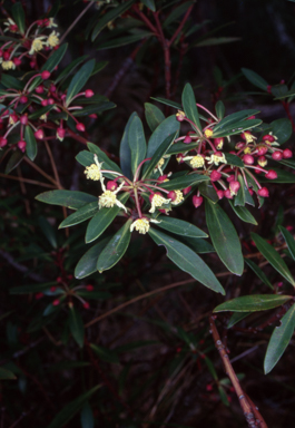 APII jpeg image of Tasmannia lanceolata  © contact APII