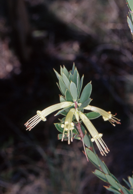 APII jpeg image of Styphelia triflora  © contact APII
