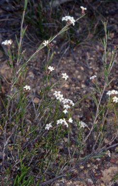APII jpeg image of Leucopogon virgatus  © contact APII