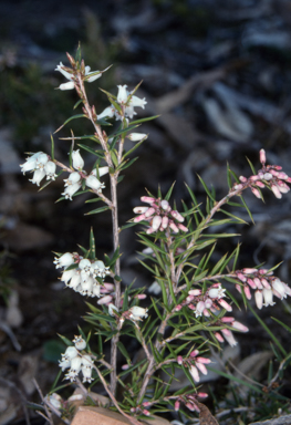 APII jpeg image of Lissanthe strigosa subsp. subulata  © contact APII